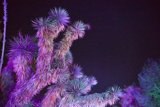 Celestial Cacti in Vibrant Hues