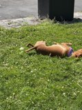 A Playful Pup in the Park