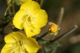 Yellow Blossoms in Full Bloom