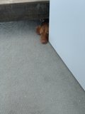 A Canine Hideout