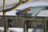 Feathered Observer at Fort Mason