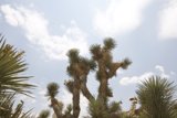 Majestic Joshua Tree in National Park