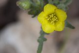 Sunny Geranium