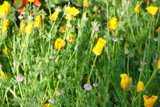 A Majestic Field of Yellow and Purple Flowers