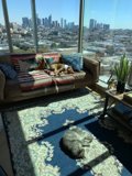 Cozy Living Room with Furry Friends