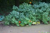 A Gorgeous Garden Full of Foliage and Flowers