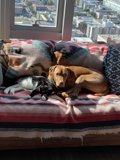 Cozy Companions