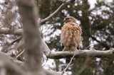 Red-Shouldered Hawk Perched on Winter Branch
