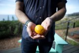 Fresh Orange Held in Cupped Hands Outdoors