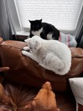 Furry Friends on the Cozy Couch