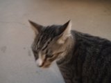 Curious Abyssinian Cat