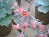 Pink Geranium Flower