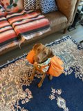 Canine Backpacking Adventure in the Living Room