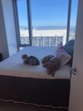 Furry Friends Taking a Nap