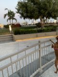 Fence Pup