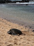 Turtle Melancholy