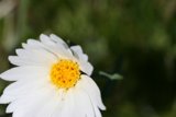 Serene Daisy in a Green Field