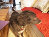 Dog Perched on Living Room Couch