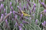 Yellow Finch Feeding Among Purple Lavender Blooms