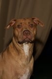 A Friendly Pitbull Mix