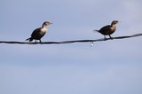 Double-Crested Cormorants Perched on Power Line