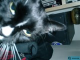 The Pensive Feline