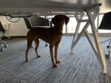 Table Guardian</br>