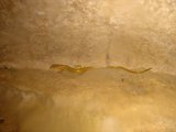 Cavern Crawler