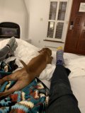 Man's Best Friend