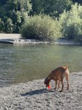 Dog on the Beach