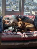 Furry Friends on the Couch