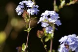 Geranium's Petite Guest