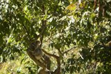 A Koala's Zenith at SF Zoo
