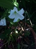 The Radiant White Petunia