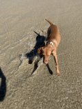 Canine Fun in the Sun