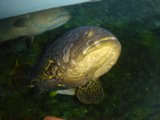 A Majestic Pike in a Tank of Tropical Fish
