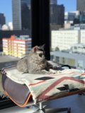 Lazy day by the window
