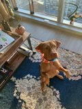 Peaceful Pup in a Sunlit Room