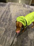 Green-Shirted Dog on the Floor in San Francisco