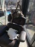 Feline Furniture Frenzy