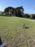 Playful Day in Alamo Square