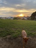 Sunset Stroll with Man's Best Friend