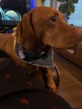 Stylish Dog