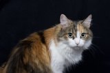 Calico Cutie