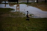Goose Encounter in Marin Headlands