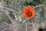 Solitary Beauty