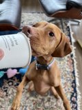 Thirsty Pup