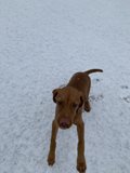 Snow Day Paws