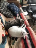 Feline Relaxation on Chic Living Room Couch