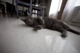 Gray Cat Lounging on Hardwood Floor